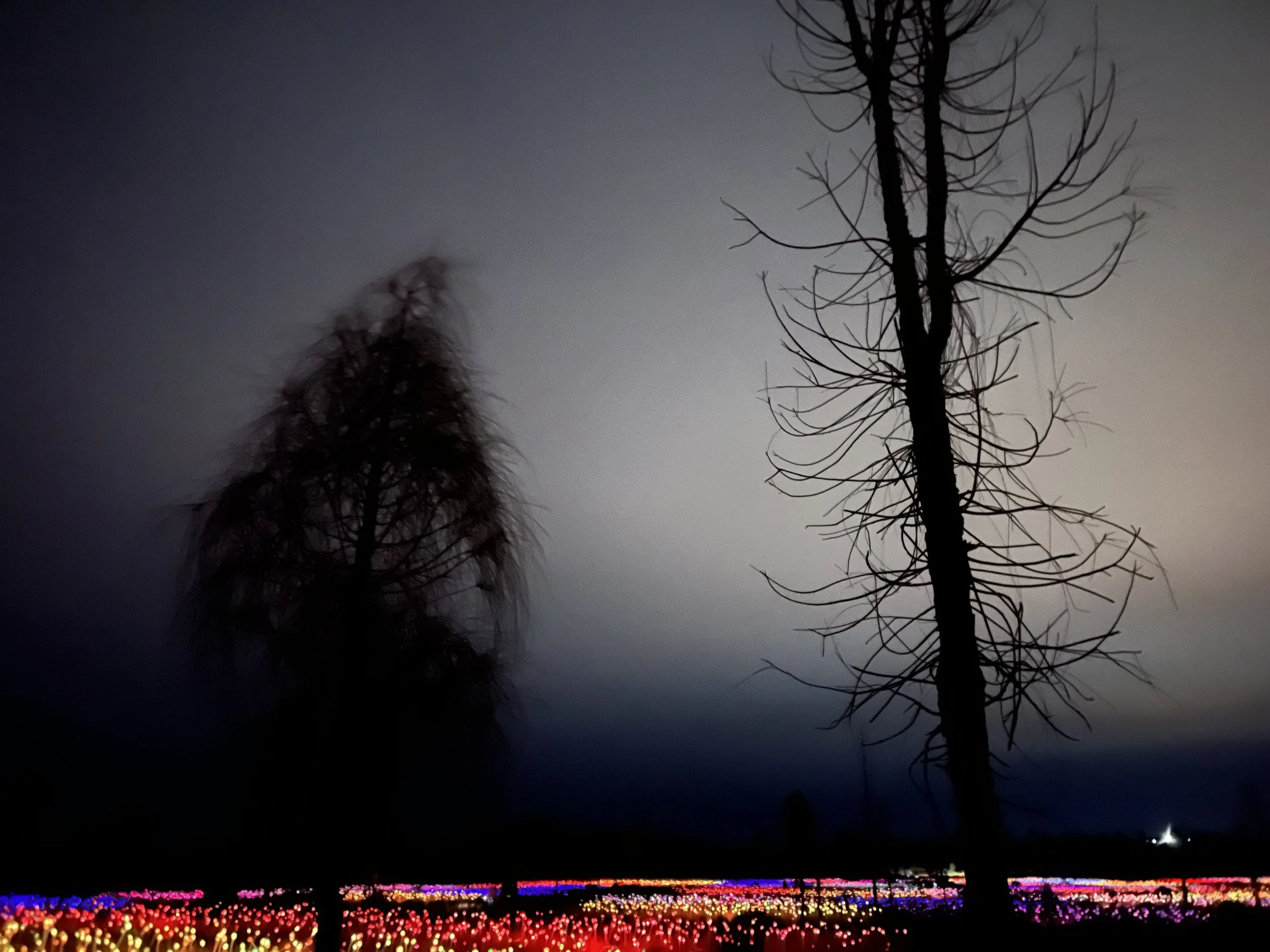 Field of Light Uluru, April 2022
