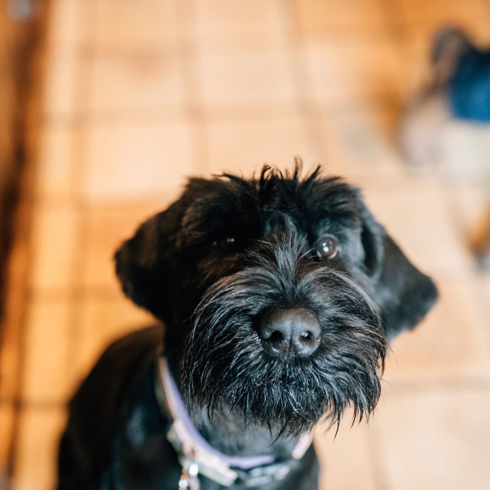 Dogs Welcome