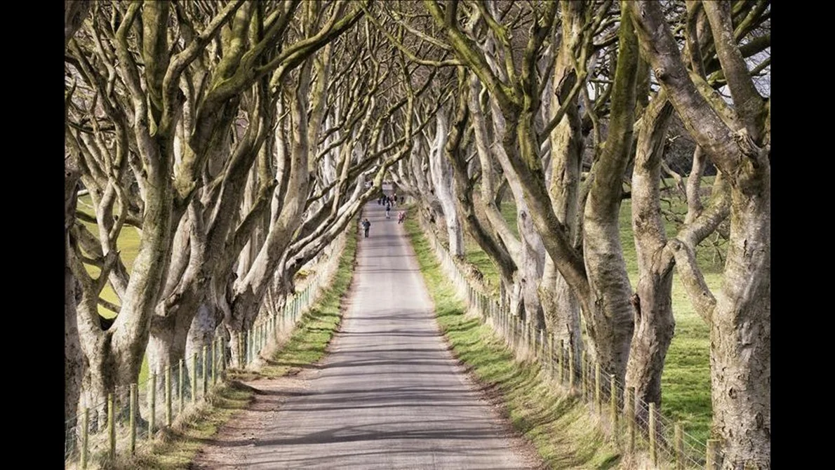 Walk 'The King's Road' at The Dark Hedges