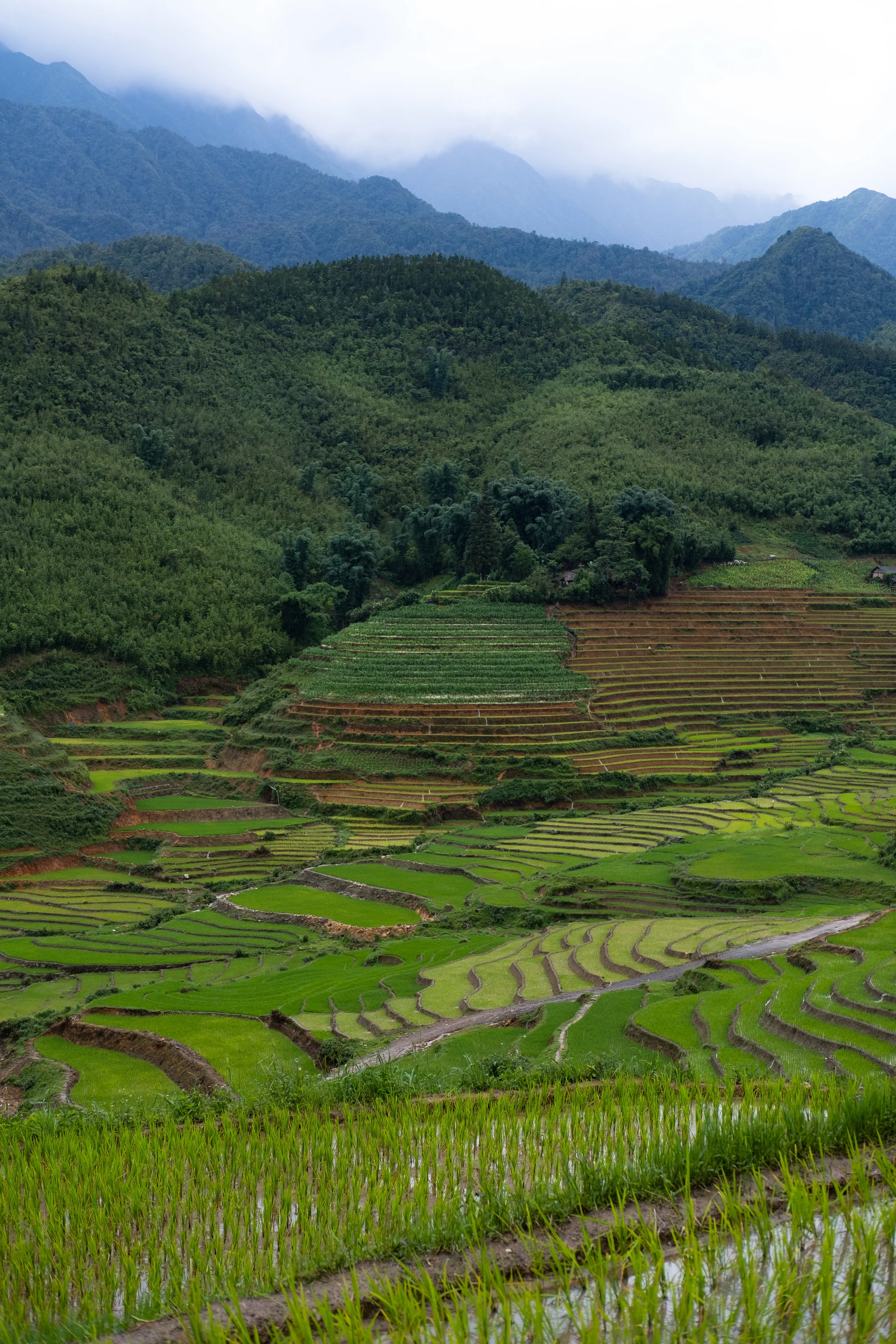 Rice Terraces - Sapa