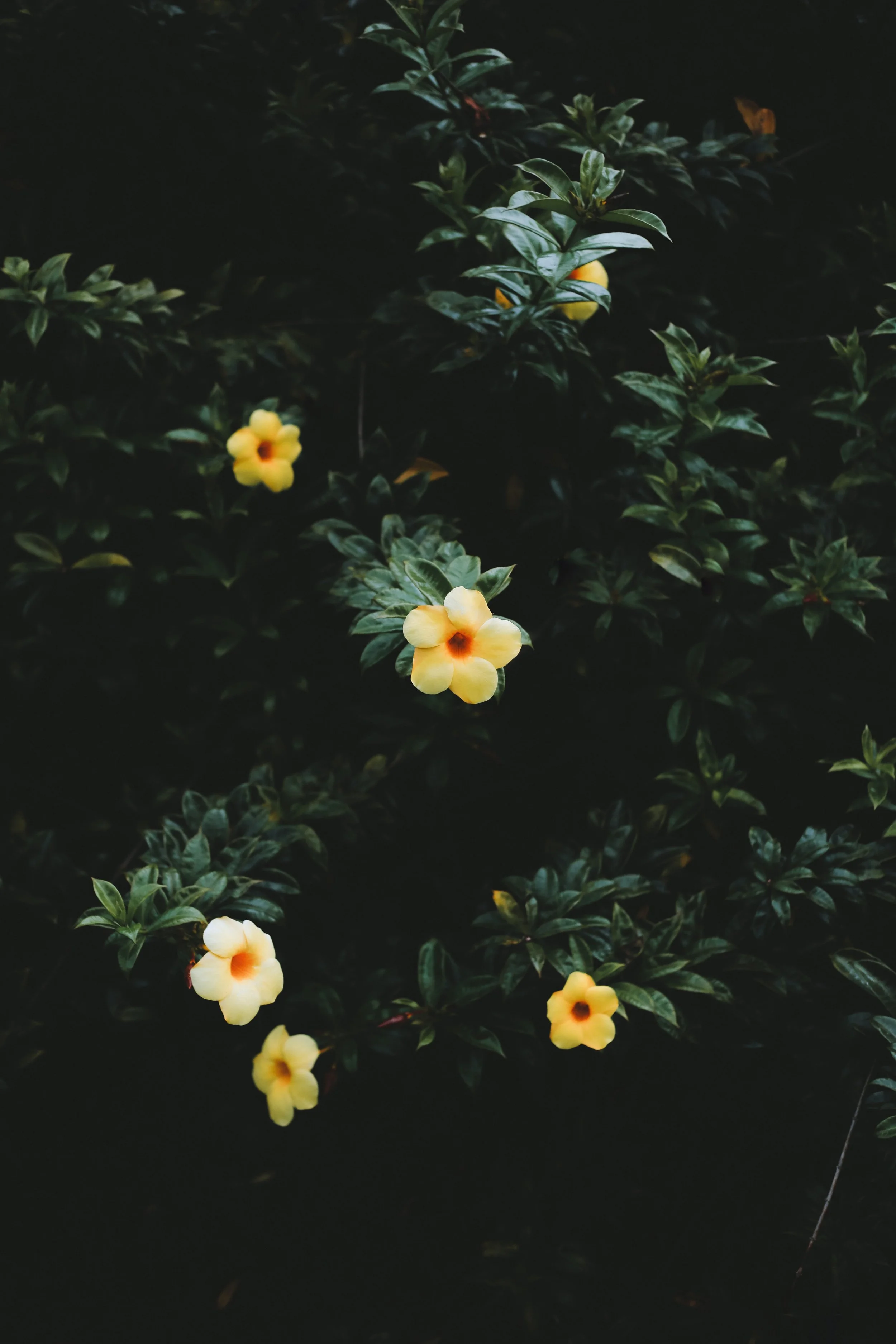 I-485审理过期 可网上递交查找请求