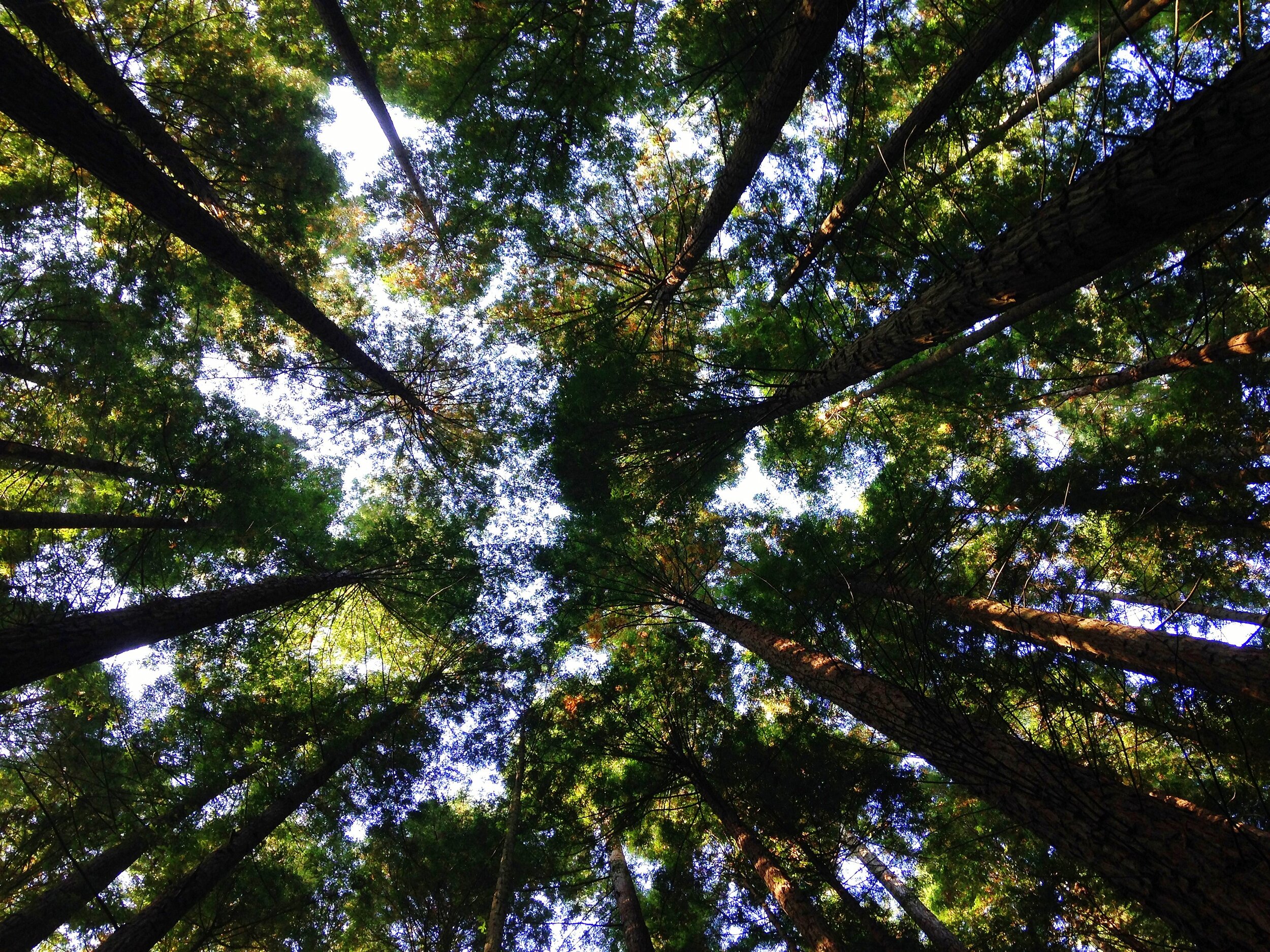 Sustainability and the green economy