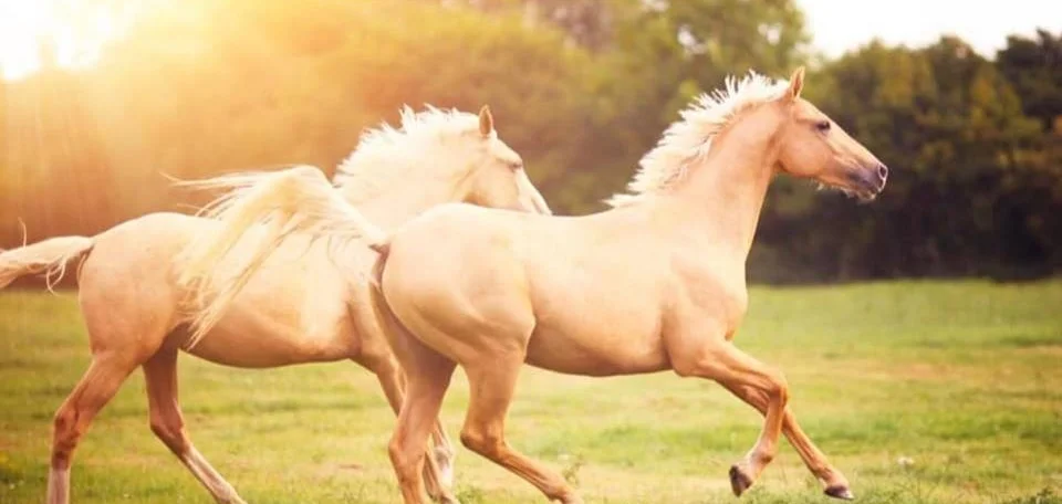 horse.jpg
