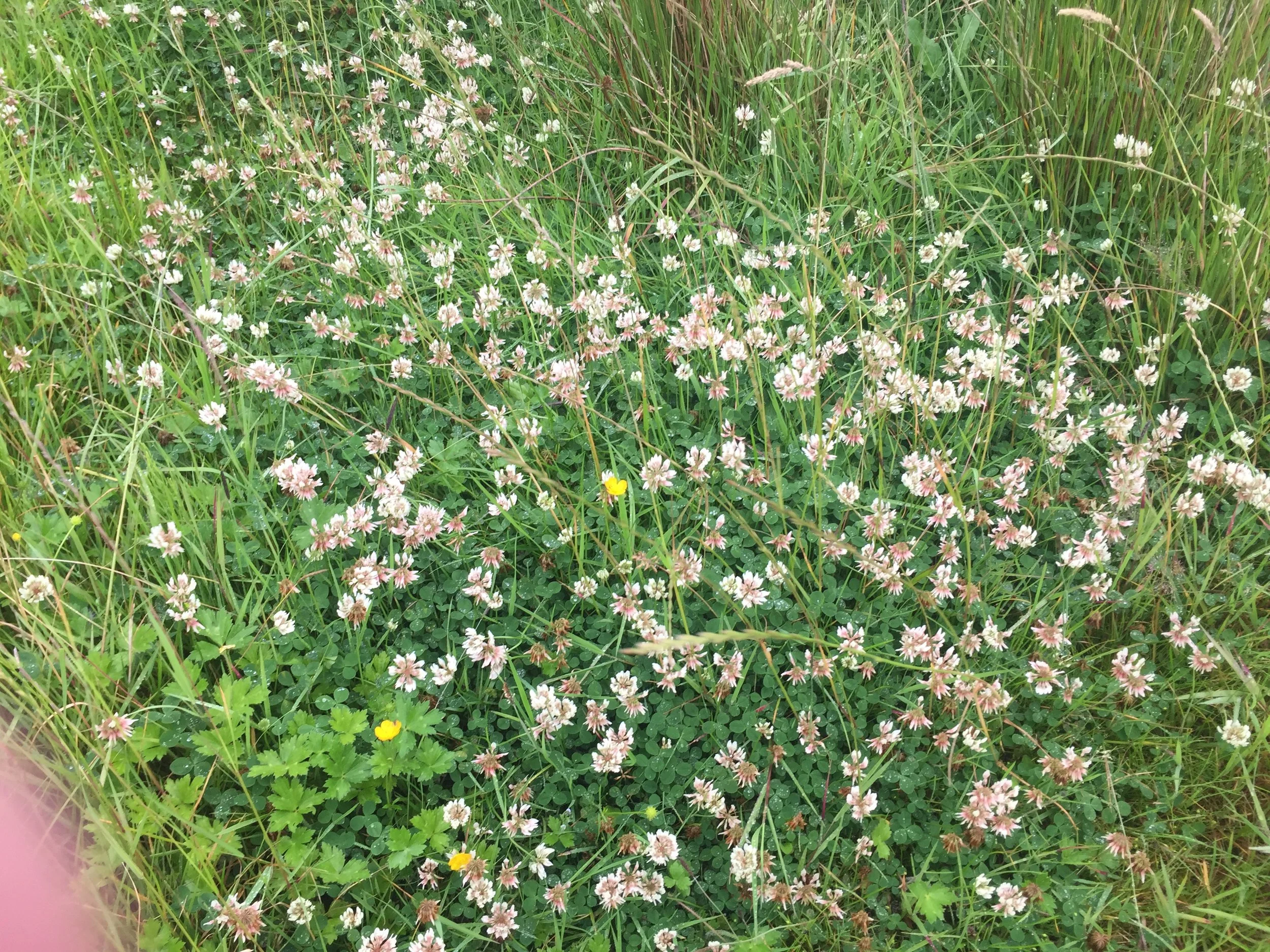 Inishowen Upland Farmers show the way forward on Diverse Swards