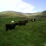  Galloway Cattle Mountain Farming