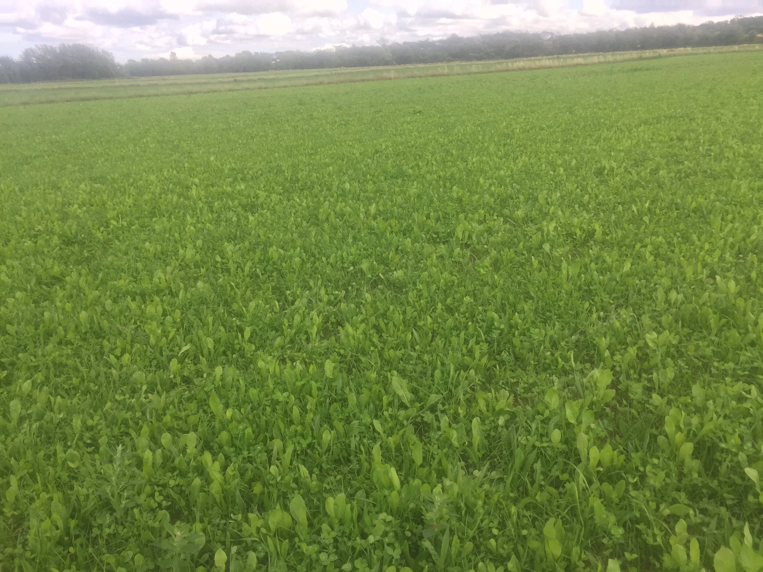 Multi Species Grass Video 2020