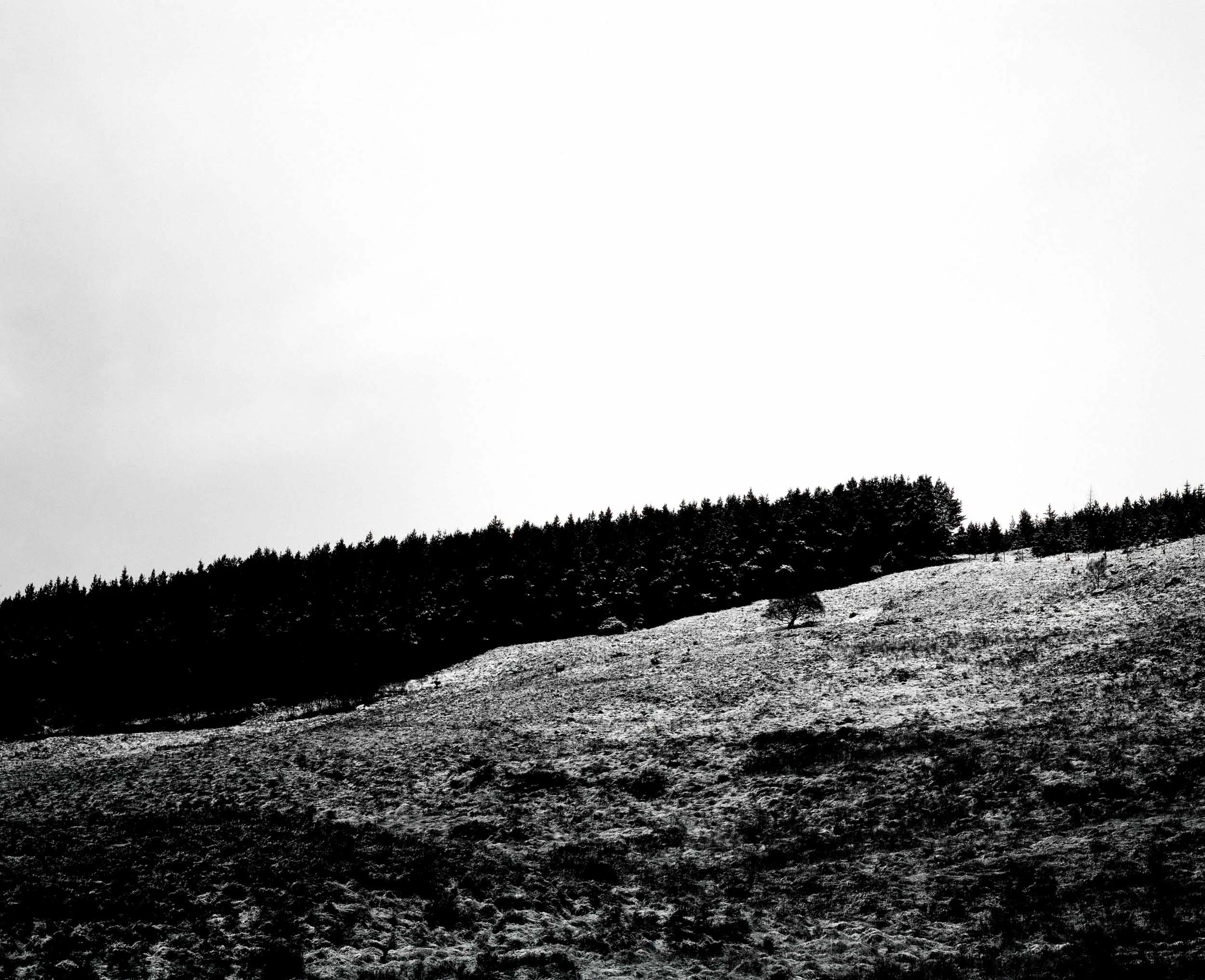 HR. B&W Scotland trees on hill 1.jpg