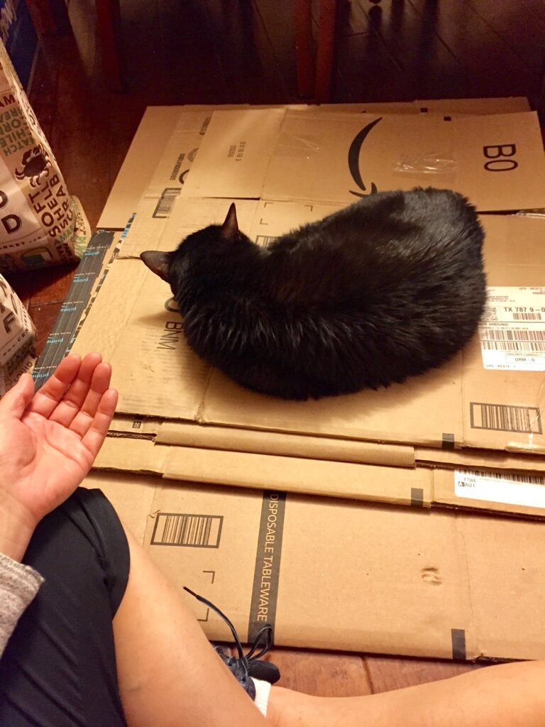 reiki without touching cat