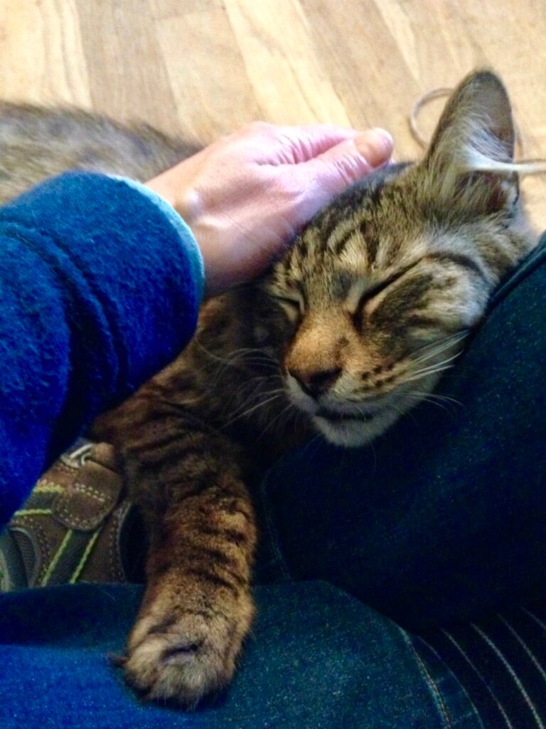 cat enjoying reiki