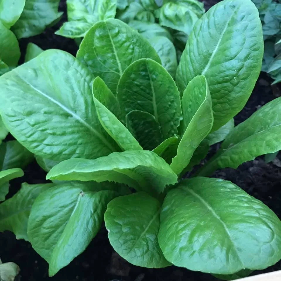 Romaine Leaf Lettuce (4 oz bags)