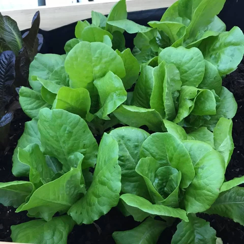 Buttercrunch Leaf Lettuce (4 oz bag)