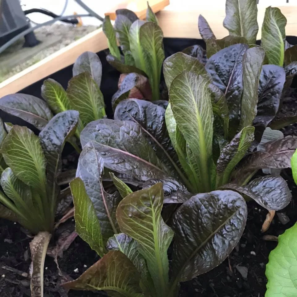Red Romaine Lettuce (4 oz bags)