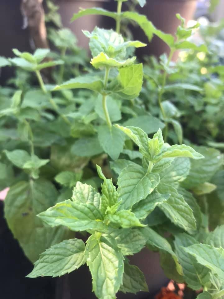 Herbs: Fresh Mint