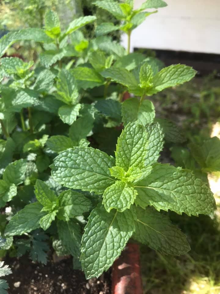 Herbs: Sweet Mint