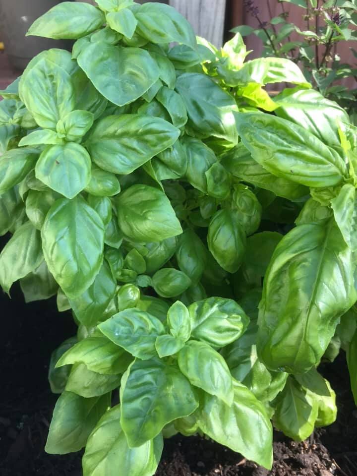 Herbs: Sweet Basil
