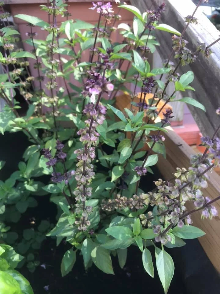 Thai Basil.jpg