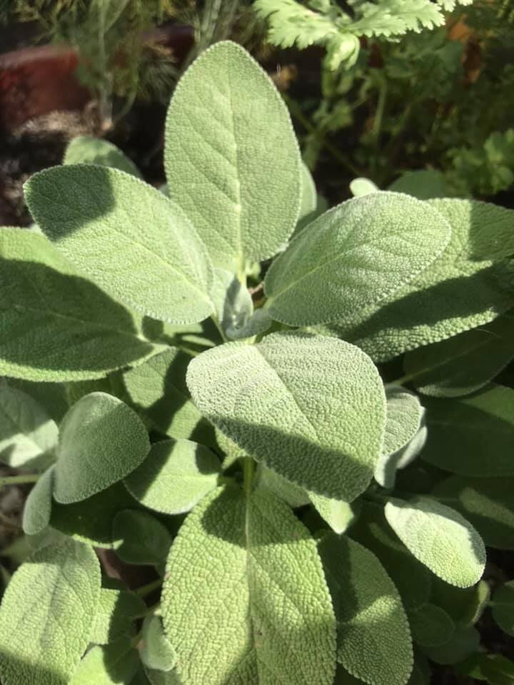 Herbs: Sage