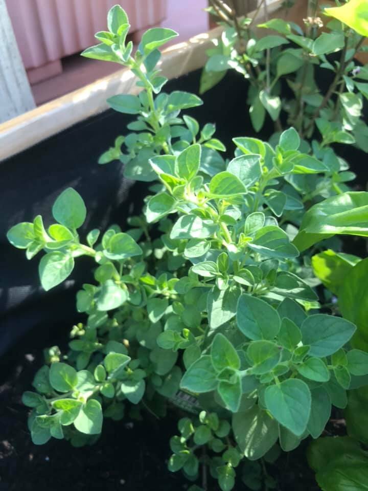 Herbs: Greek Oregano