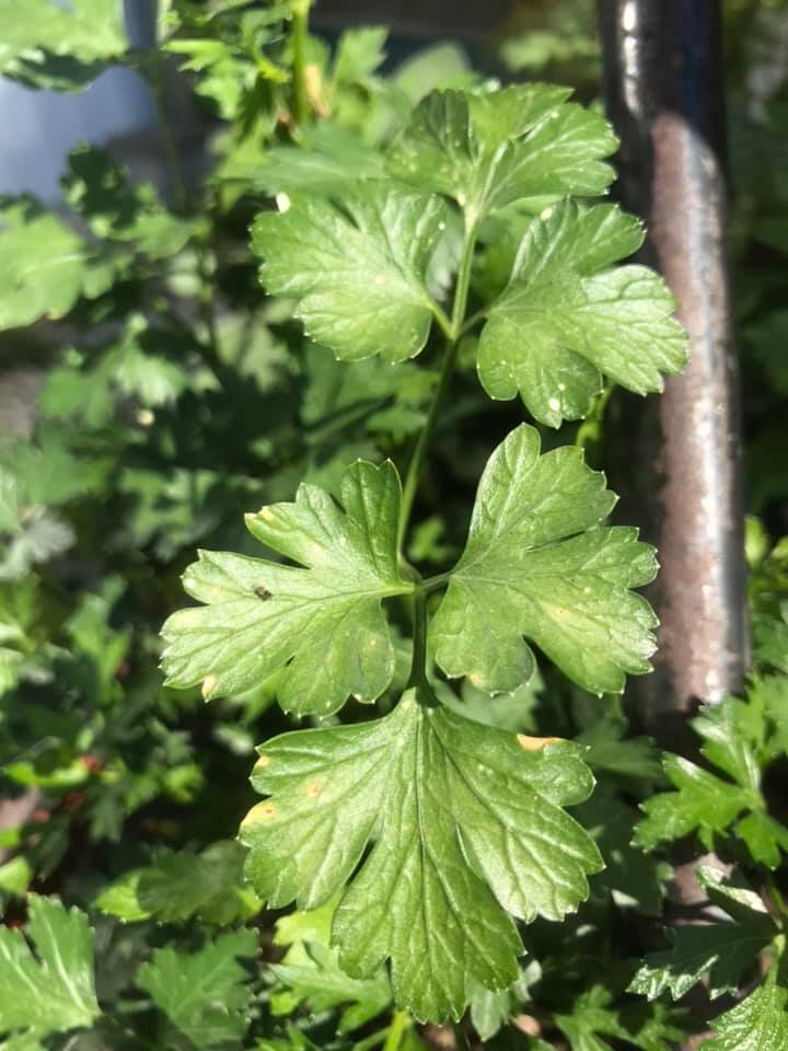 Herbs: Parsley
