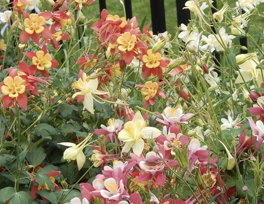 Plant Sale to help support the cemetery!