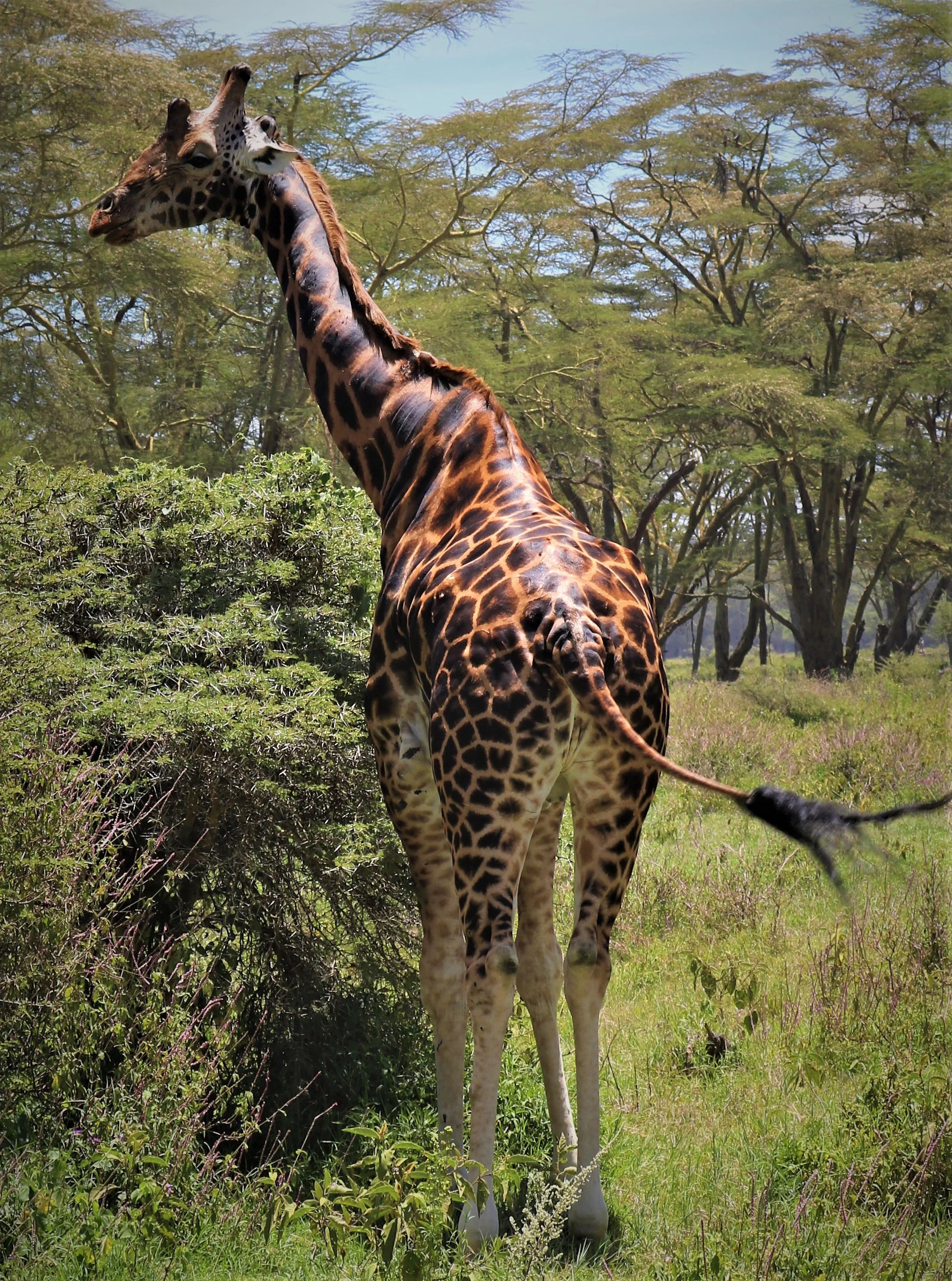 Giraffe.JPG