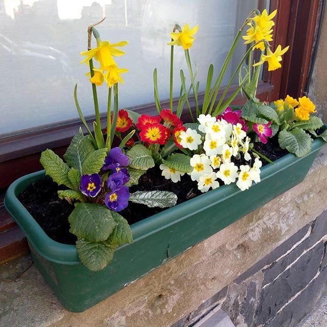 Sunshine and flowers today! Enjoy seeing the garden come to life and love how the sun comes flooding in the windows of #tweedvalleylets. #airbnbscotland #airbnb #innerleithen #tweedvalleyrailwaypath #visitscotland #visitscottishborders #scotlandstart