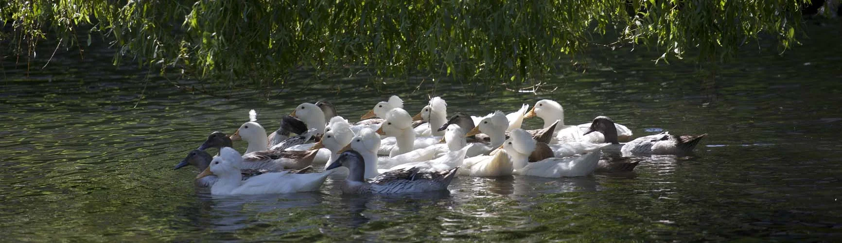 DUCKS.jpg