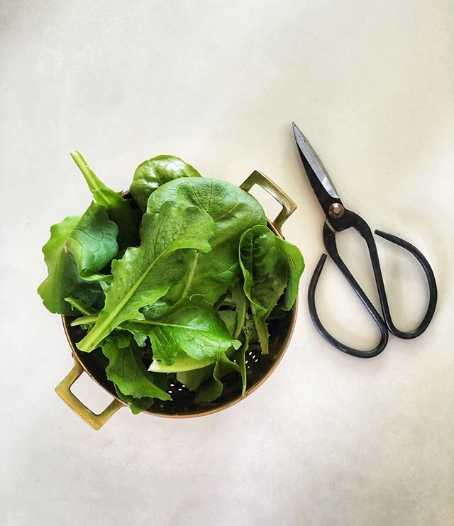 Sheltering in place finally gave me the courage to attempt a garden. Harvested some baby oakleaf and buttercrunch lettuces today and I&rsquo;m quite pleased with myself.

Also if we&rsquo;re being honest, right out of frame are cinnamon rolls I baked
