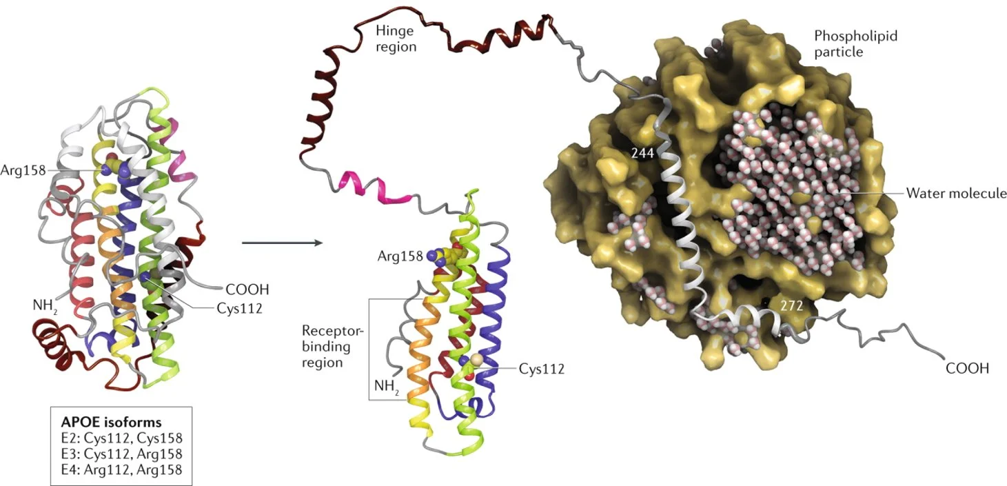 ApoE structure