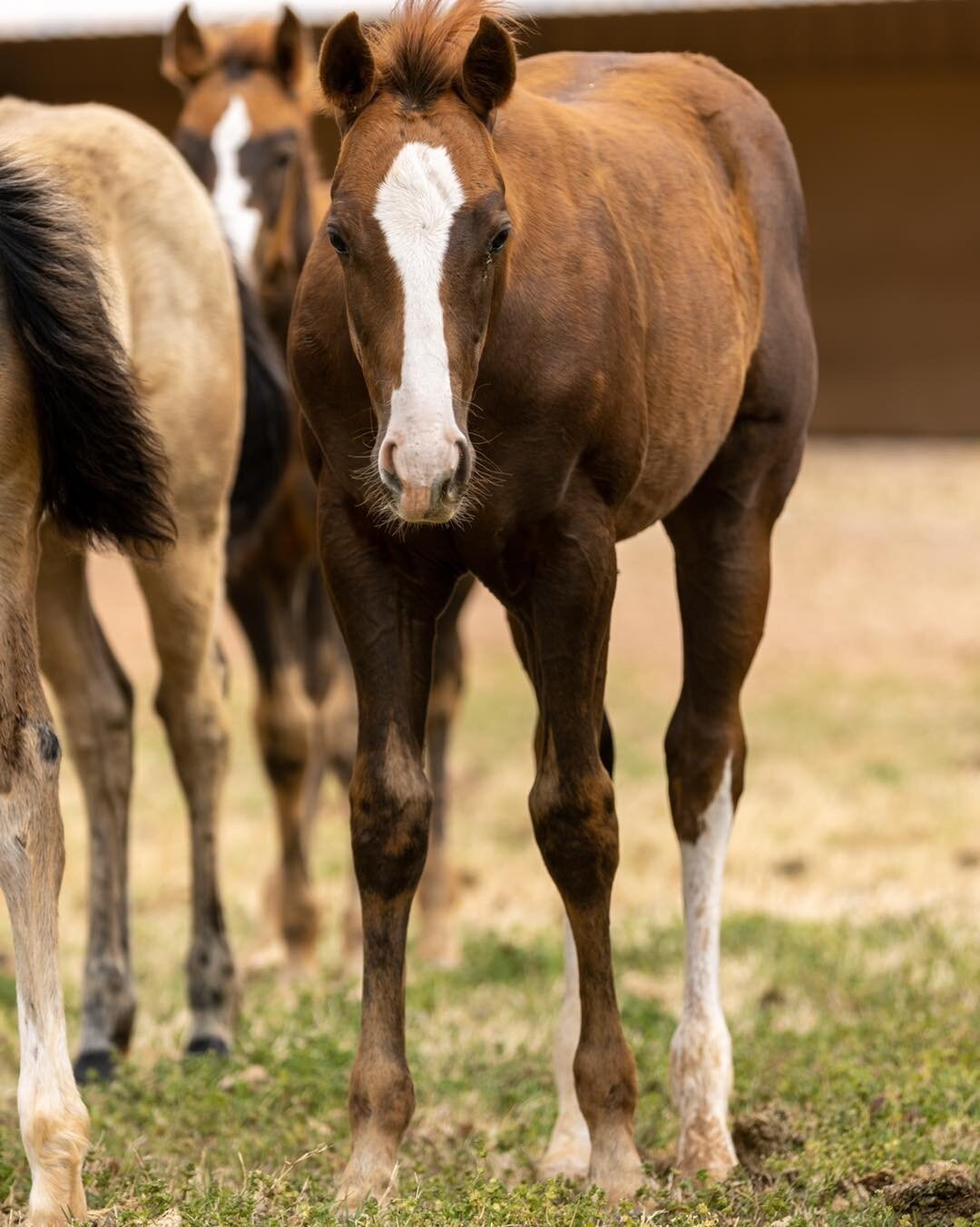 This handsome guy! He&rsquo;s by Epic Leader and out of Miss Americann Pie (by As Good As Nick Gets)&mdash;talk about barrel horse potential&hellip; 🤩

#pinkbuckle #canadianriverqh #rubybuckle #breederschallenge #barrelracing #barrelhorse #epicleade