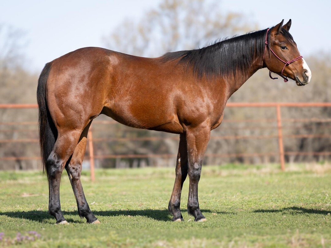 VALIANT FRENCHMAN- 2020 colt by VALIANT HERO and out of Jess French (FRENCHMANS GUY)! Selling at the Ruby Buckle Sale August 26th!

This colt has been ridden for 90 days and will have 60 more going into the sale! We are excited to be offering another