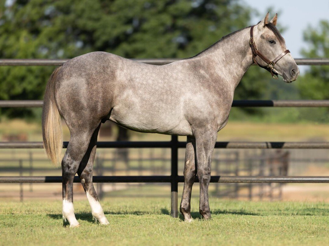 Hip#19 Tempting Cheyenne is headed to the Ruidoso Select Yearling Sale- This gorgeous colt is by the one and only TEMPTING DASH and out of Grade 1 Stakes Placed Winner CHEYENNE HERO si-94 (VALIANT HERO) who is a sister to FEATURE HERO si-99, $1,418,9