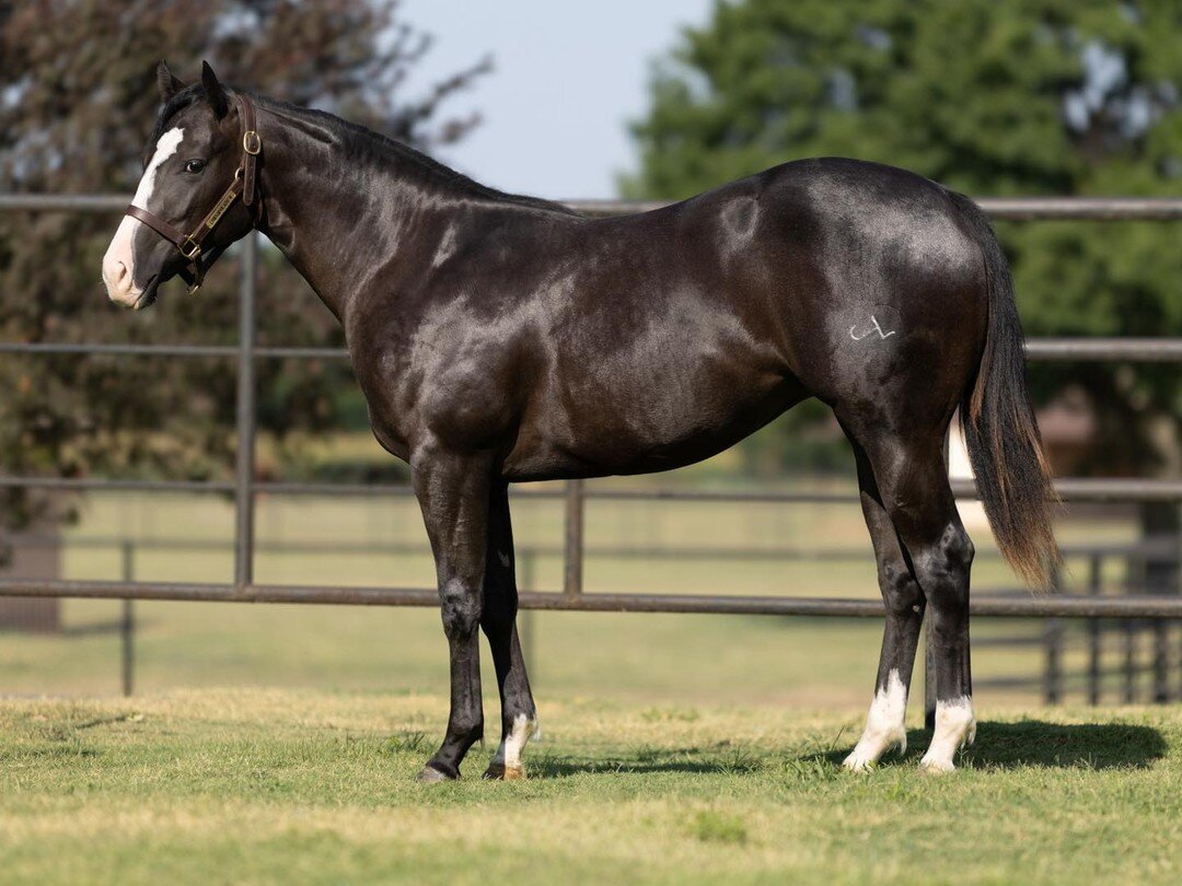 Hip #71 at the Ruidoso Select Yearling Sale is Miss Lethal Hero- This eye-catching filly is by VALIANT HERO and out of LETHAL PERRY si-97 (MR JESS PERRY), a Stakes Winning mare, including the Sam Houston Juvenile Stakes. 
Click here to view the compl