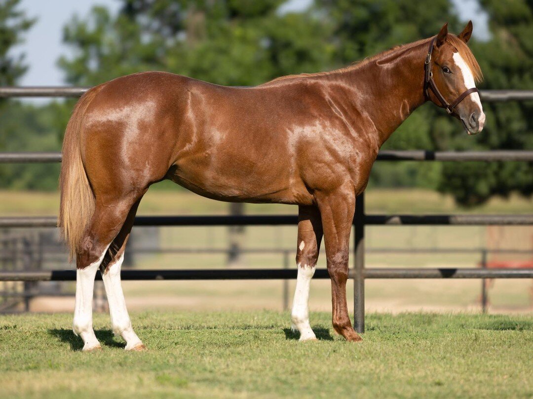 Hip #344 in the upcoming Ruidoso Select Yearling Sale is Jess To Be Valiant - This flashy colt is by APOLLITICAL JESS and out of BELLE OF VALOR (VALIANT HERO)&mdash; a full sister to Champion 3 Yr Old and Multiple Grade 1 Winner FEATURE HERO si-99, $