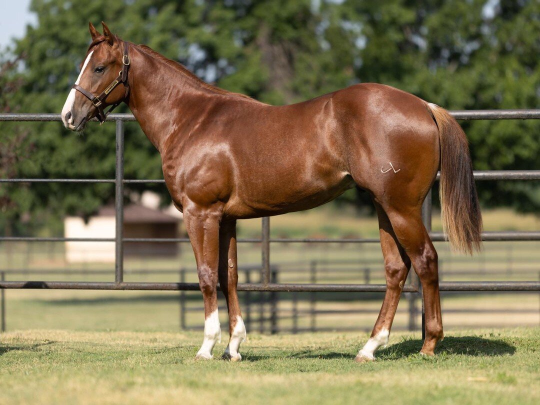 Hip #347 Famously Tempted is headed to the Ruidoso Select Yearling Sale- A standout colt by the late TEMPTING DASH and out of Famous Mariah si-103 (TRES SEIS). Famous Mariah is the dam of Multiple Stakes Winner TRES MY HEART si-105 $66,515. 
Click he