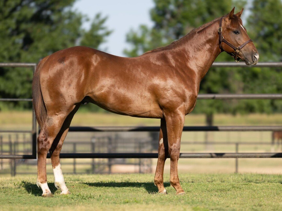 Hip #402 in the Ruidoso Select Yearling Sale is Tres A Heart- This impressive individual is by HEART OF THE CARTEL and out of Famous Mariah (TRES SEIS). That&rsquo;s right&ndash;a FULL brother to multiple stakes winner TRES MY HEART si-105, $66,515! 