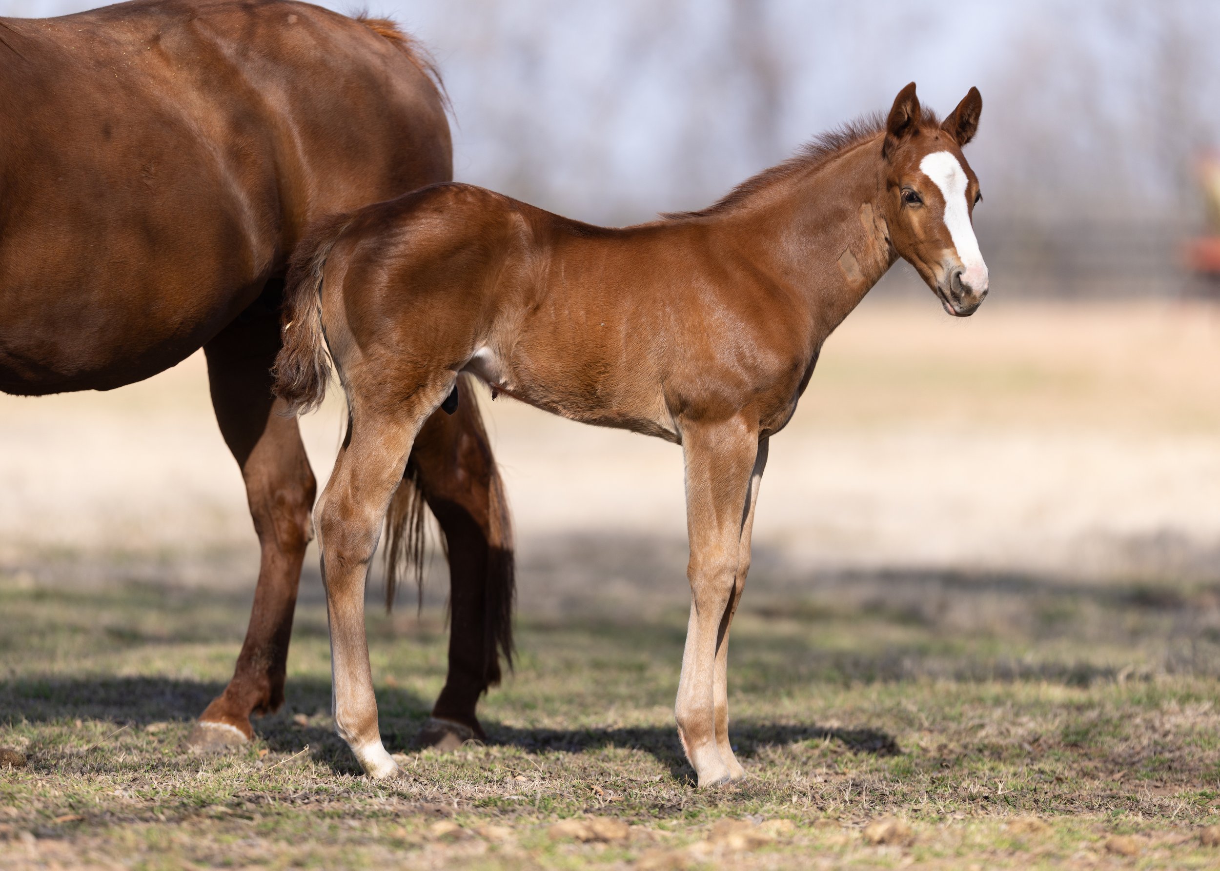 SR Industry Titan - Jess To Be Famous By Dash Ta Fame
