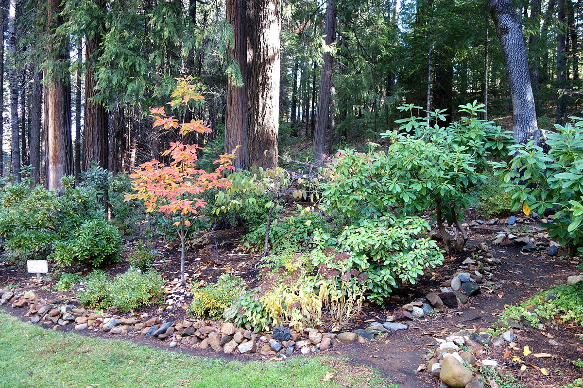1200px-Dunsmuir_Botanical_Gardens_-_DSC02918.jpg