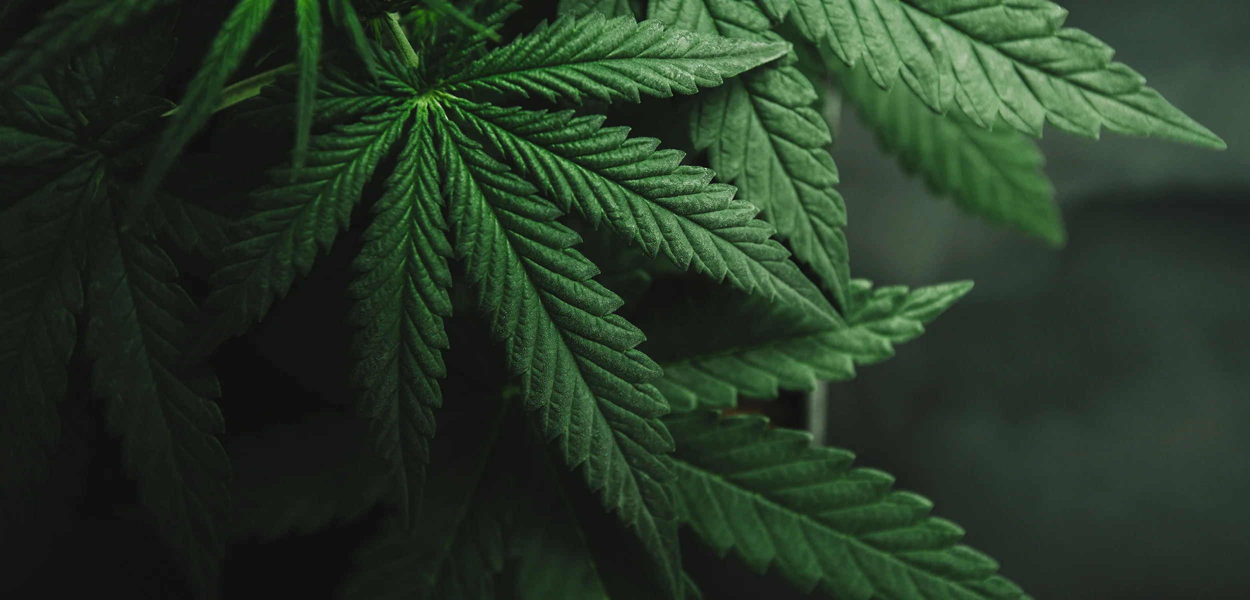 NewEnglandReserve-Growing-HomepageMenu.jpg