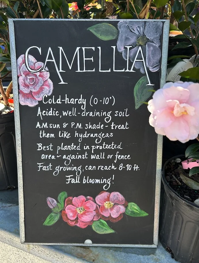 Cameliia.jpg