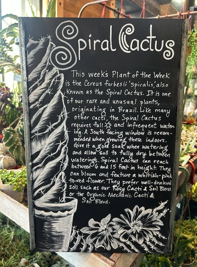 SpiralCactus.jpg