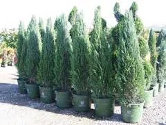 Shrubs - Harmony Gardens - Fort Collins - Brighton - Denver — Harmony