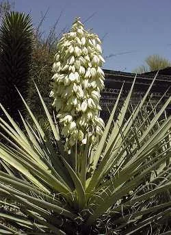 Shrubs - Harmony Gardens - Fort Collins - Brighton - Denver — Harmony