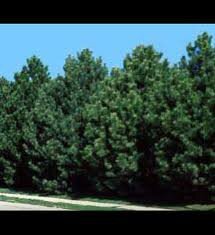 Trees — Harmony Gardens, Inc. - Fort Collins - Brighton - Denver