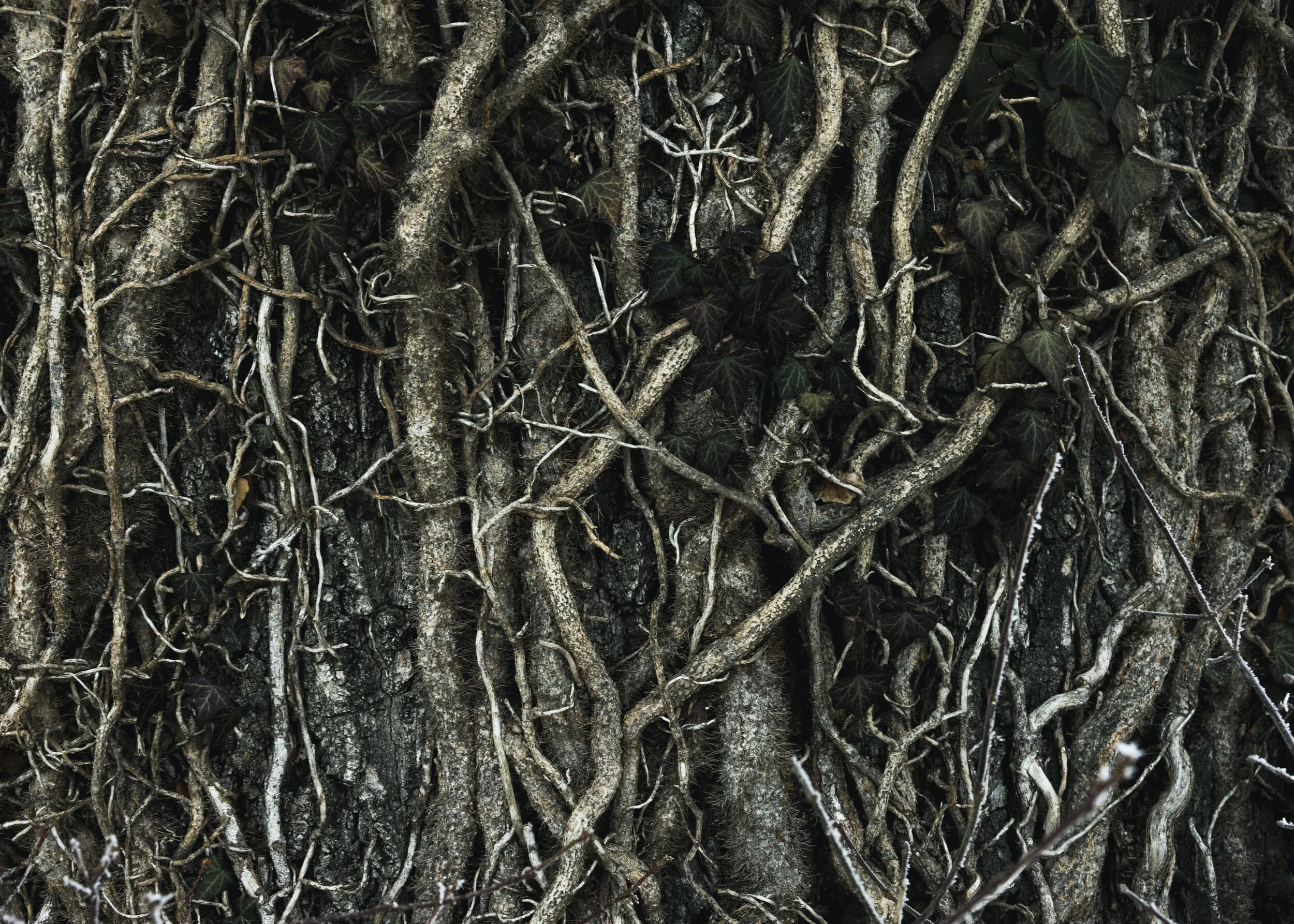 unsplash-image-peOp2E3Zukk.jpg