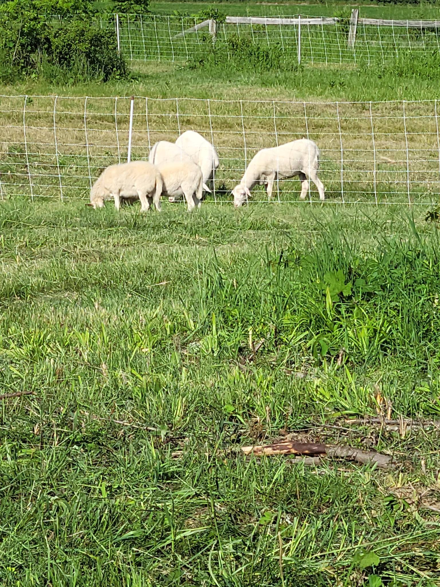 Pastured Sheep.jpeg