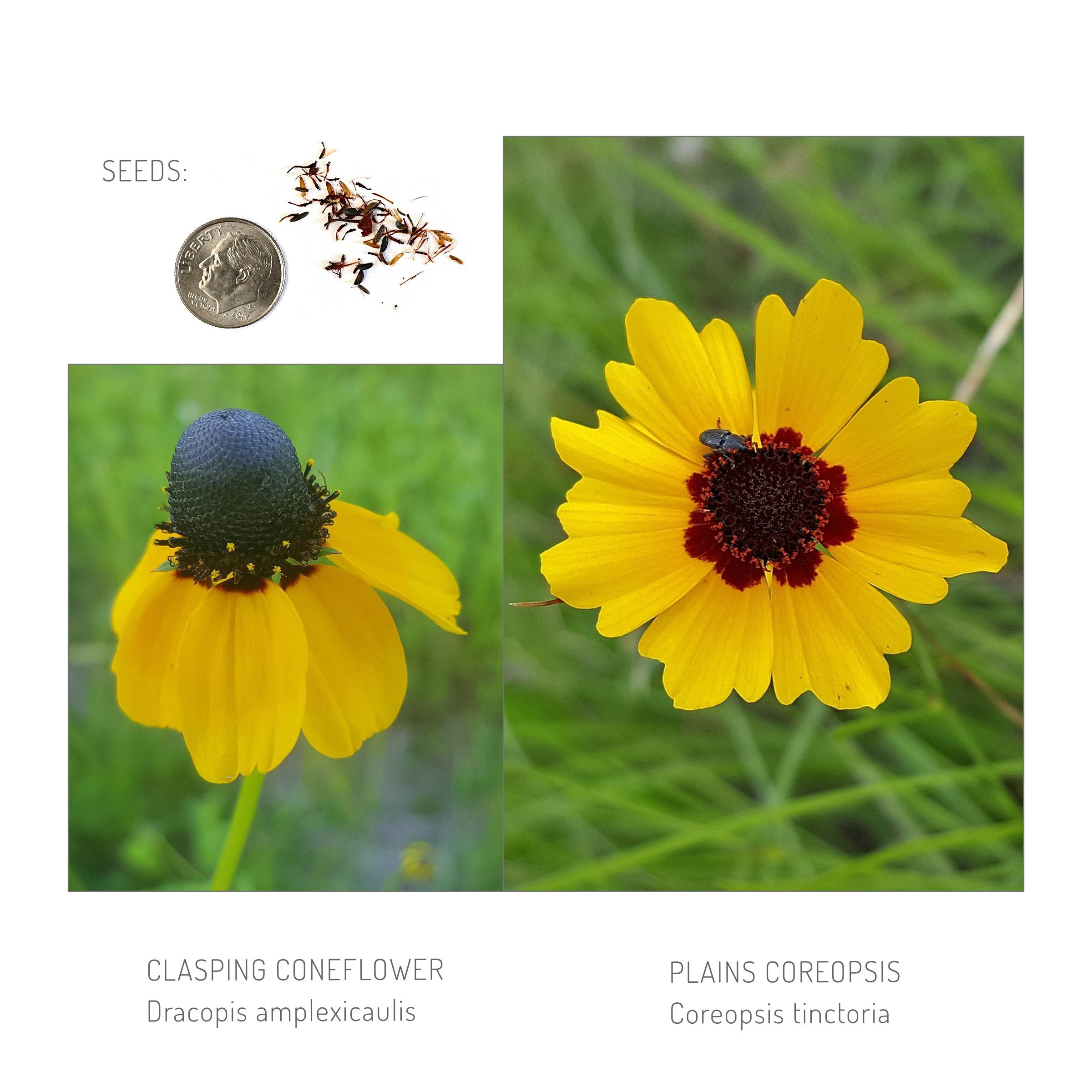 Clasping Coneflower & Plains Coreopsis.jpg