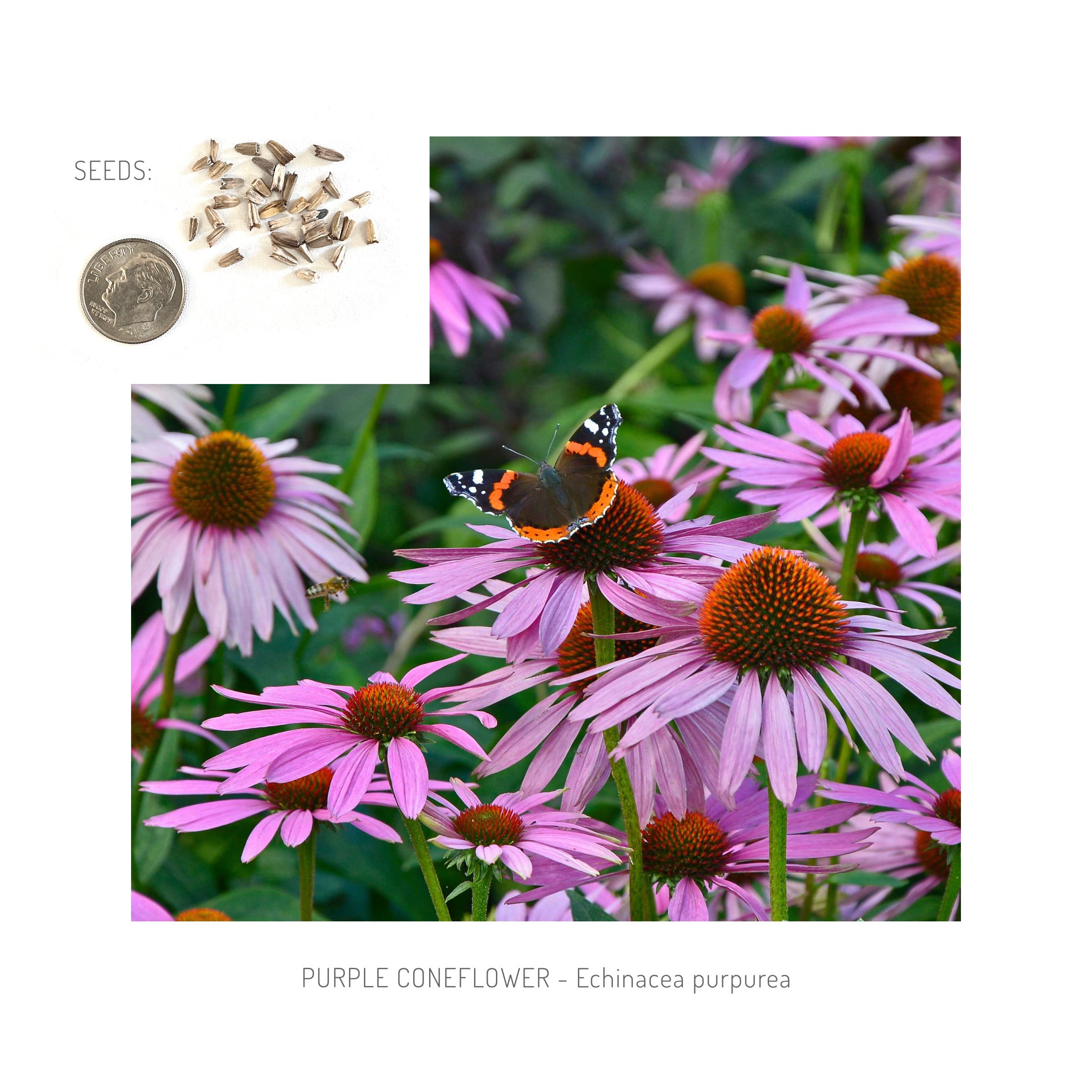 Purple Coneflower & Seeds.jpg