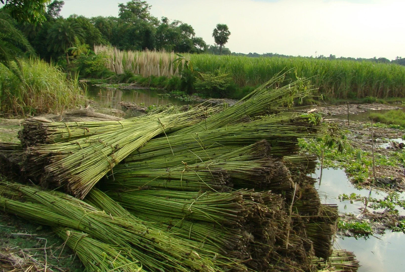 Jute_Cultivation_and_Processing_Bangladesh_(2).jpg