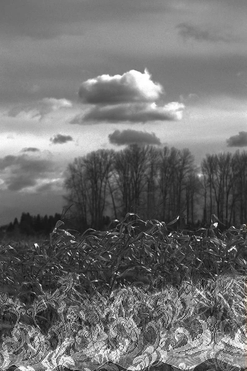 DSC_0431 copy 3.jpg